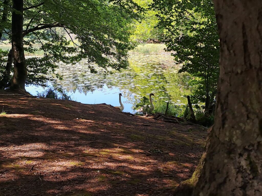 Billede 7 fra EGEHJORTEN VANDRETUR