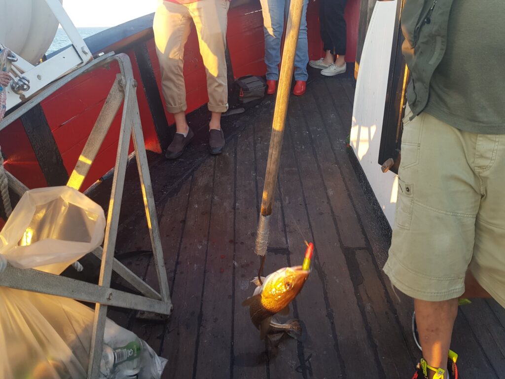 Fisketur på fiskekutter fra Nordhavnen – billede 24