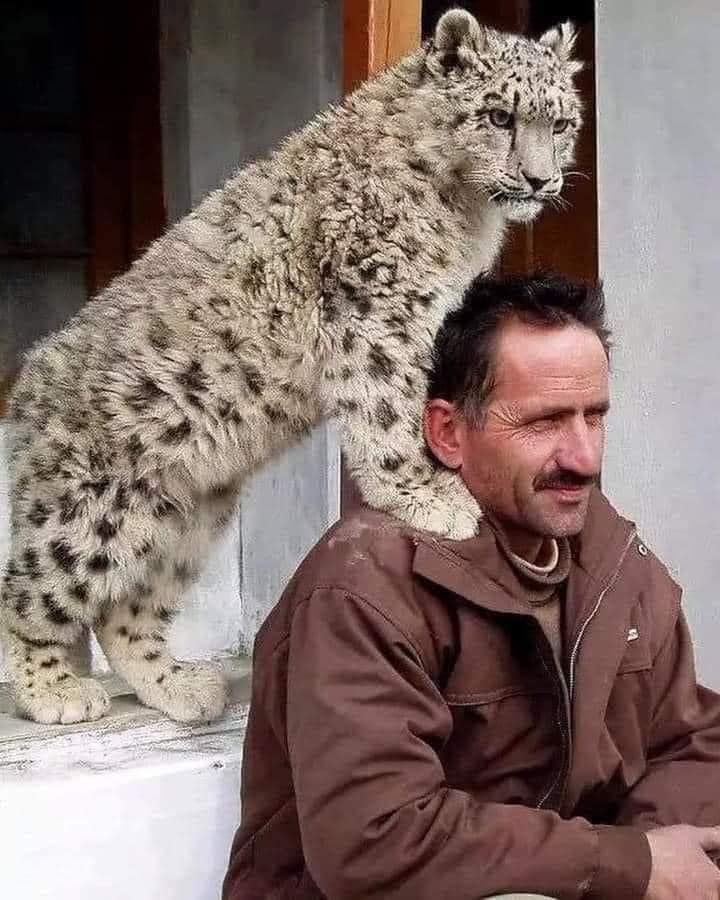 Gilgit : Kamal og sneleoparden Leo